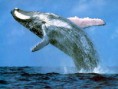 /album/fotogaleria/humpback-whale-jpg/