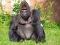 /album/fotogaleria/gorila-jpg/